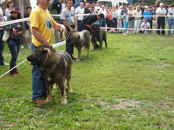 IMG_3115 - Expo Canina TG Mures 05-06 sep 2009