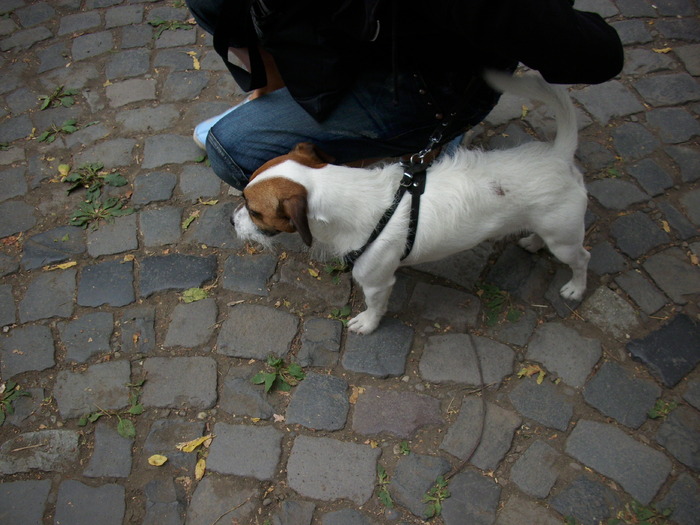 jack russel terrier - Expo Canina TG Mures 05-06 sep 2009