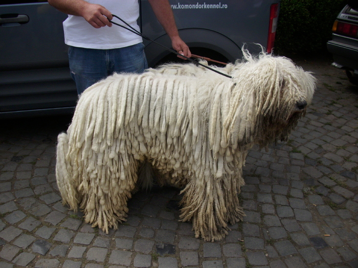 komondor - Expo Canina TG Mures 05-06 sep 2009