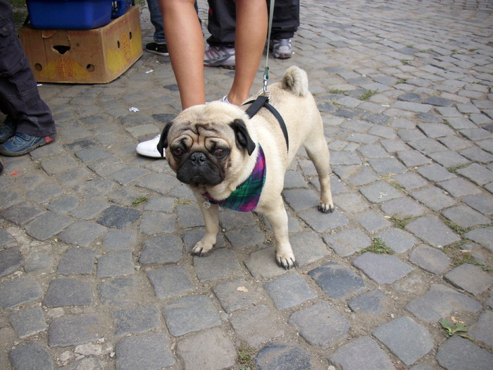 mops(pug) - Expo Canina TG Mures 05-06 sep 2009