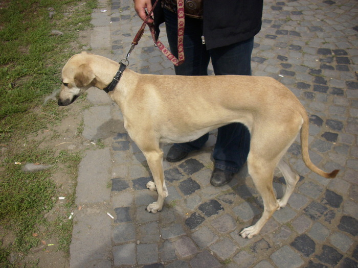 ogar arab - Expo Canina TG Mures 05-06 sep 2009