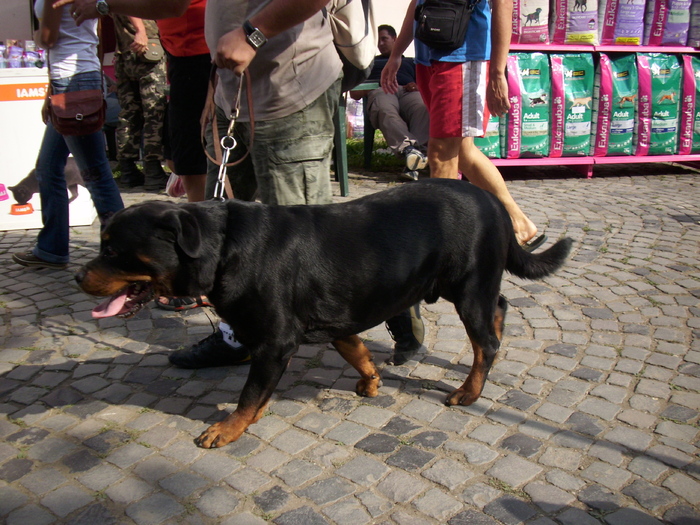 rottweiler - Expo Canina TG Mures 05-06 sep 2009