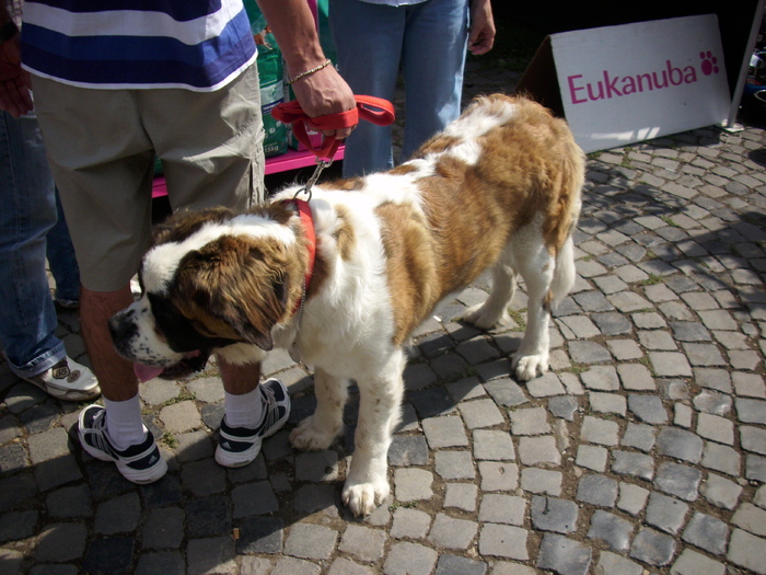 saint-bernard - Expo Canina TG Mures 05-06 sep 2009