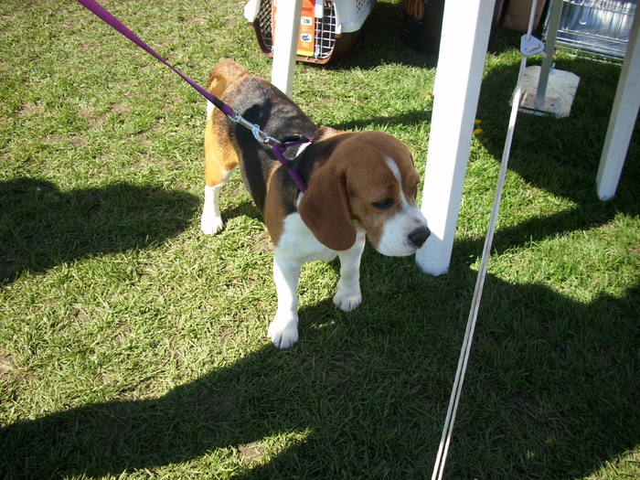 beagle 02 - Expo Canina Satu Mare 18 apr 2010