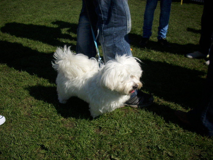 bichon - Expo Canina Satu Mare 18 apr 2010