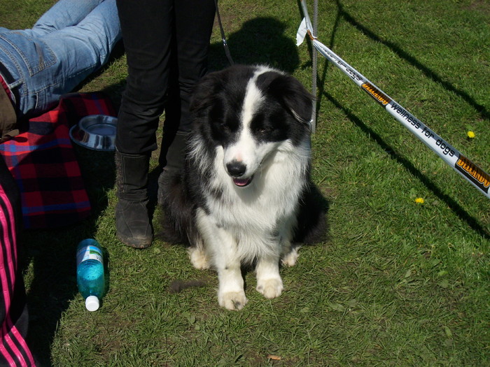 border collie - Expo Canina Satu Mare 18 apr 2010