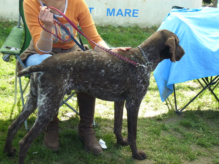 brac german - Expo Canina Satu Mare 18 apr 2010