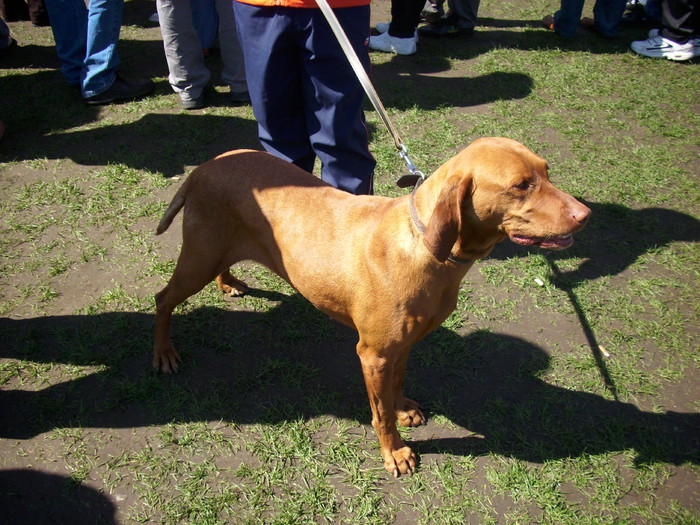 brac unguresc - Expo Canina Satu Mare 18 apr 2010