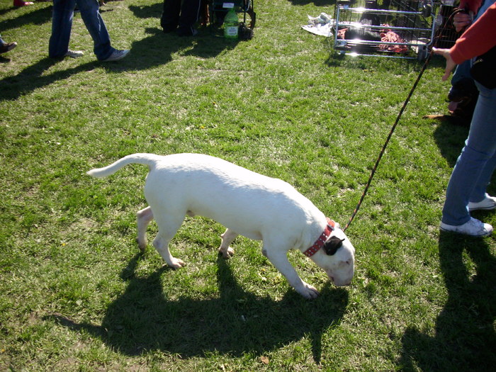 bull terrier - Expo Canina Satu Mare 18 apr 2010