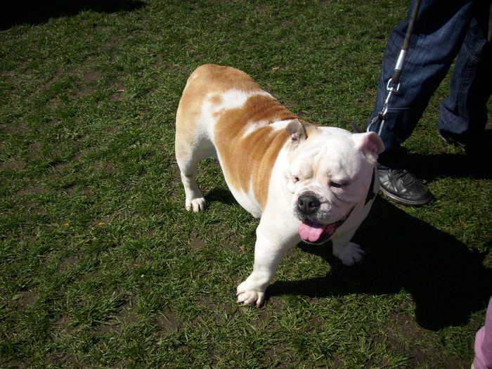 bulldog englez 02 - Expo Canina Satu Mare 18 apr 2010