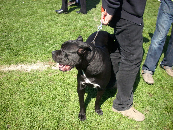 cane corso 02