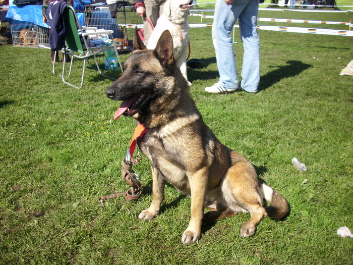 ciobanesc belgian malinois - Expo Canina Satu Mare 18 apr 2010