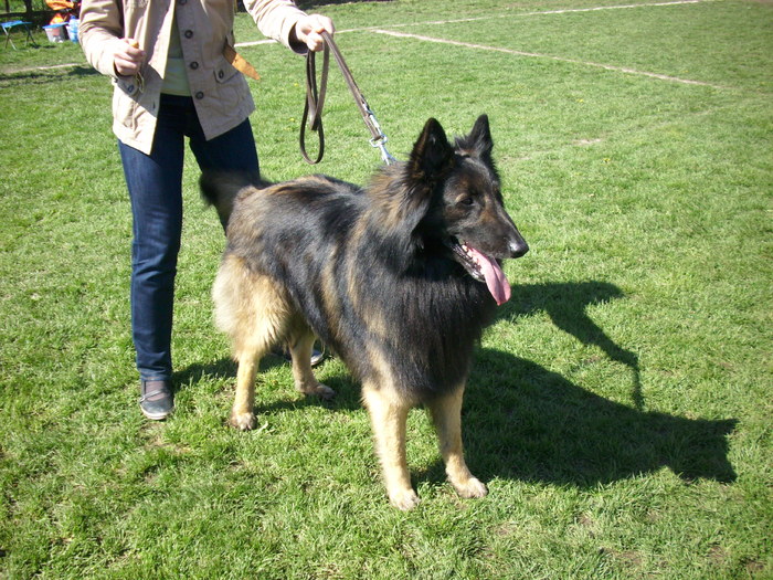 ciobanesc belgian tervueren 01 - Expo Canina Satu Mare 18 apr 2010