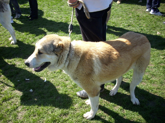 ciobanesc de asia centrala - Expo Canina Satu Mare 18 apr 2010
