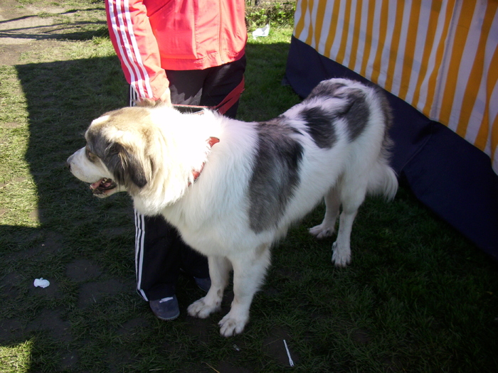 ciobanesc de bucovina 02 - Expo Canina Satu Mare 18 apr 2010