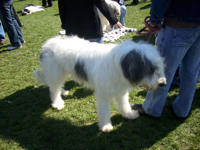 ciobanesc mioritic 01 - Expo Canina Satu Mare 18 apr 2010