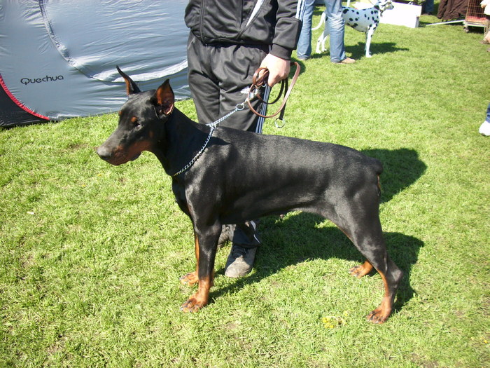 dobermann 01 - Expo Canina Satu Mare 18 apr 2010