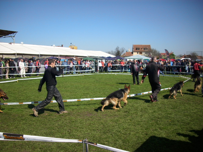 IMG_3766 - Expo Canina Satu Mare 18 apr 2010