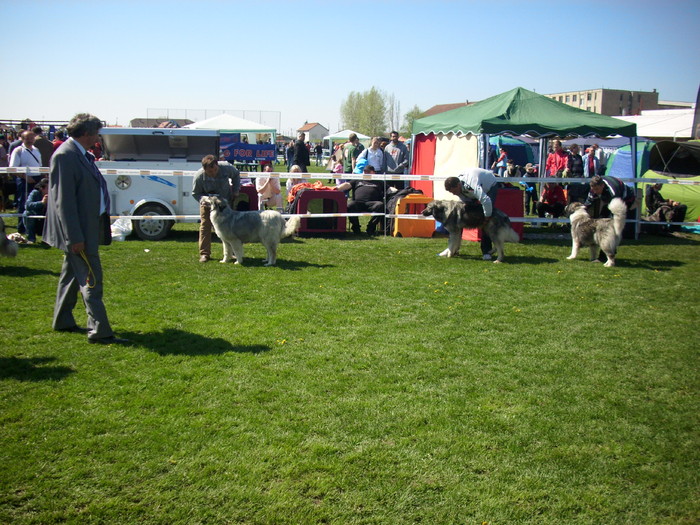 IMG_3795 - Expo Canina Satu Mare 18 apr 2010