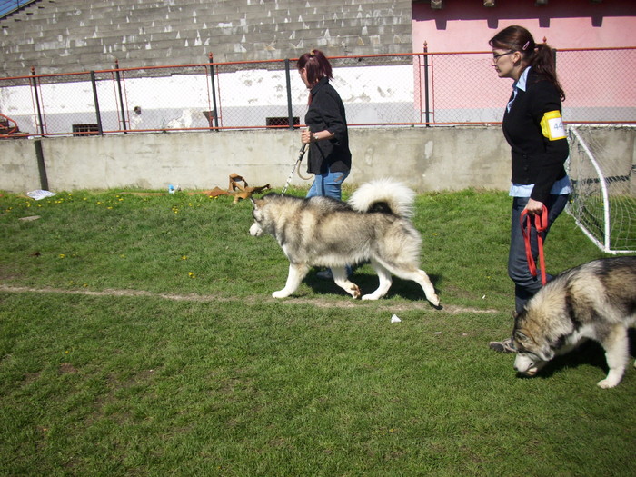 malamut de alaska - Expo Canina Satu Mare 18 apr 2010