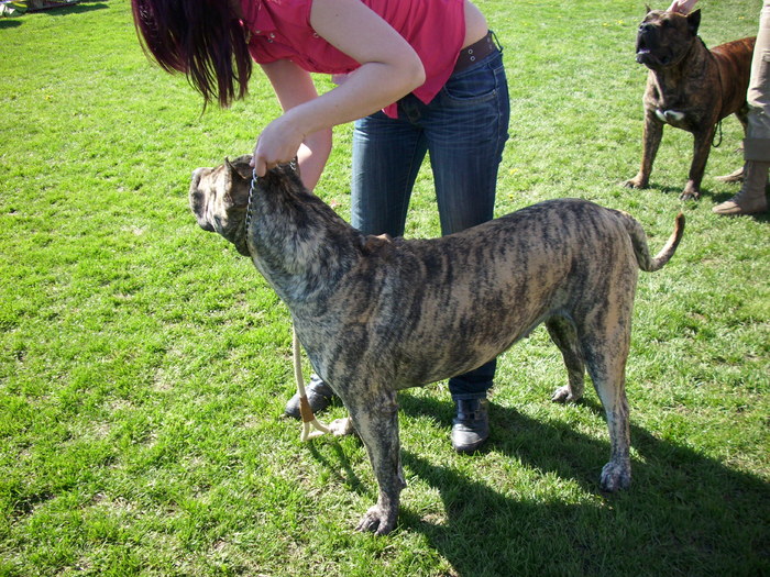 presa canario - Expo Canina Satu Mare 18 apr 2010