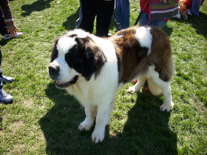 saint-bernard 01 - Expo Canina Satu Mare 18 apr 2010