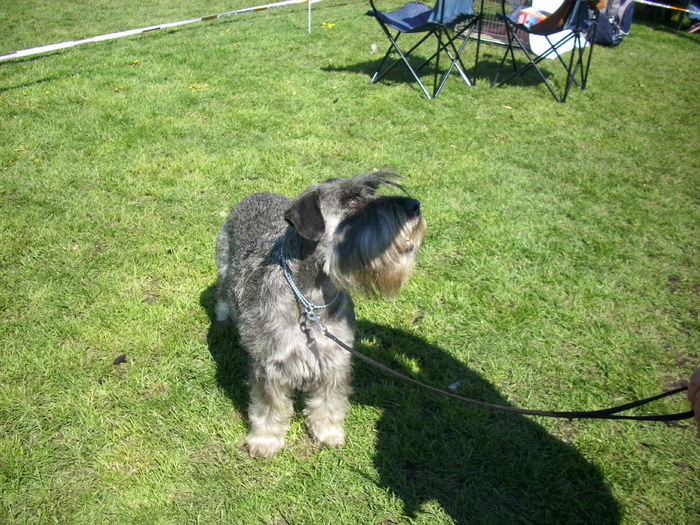 schnauzer mediu (sare piper) - Expo Canina Satu Mare 18 apr 2010