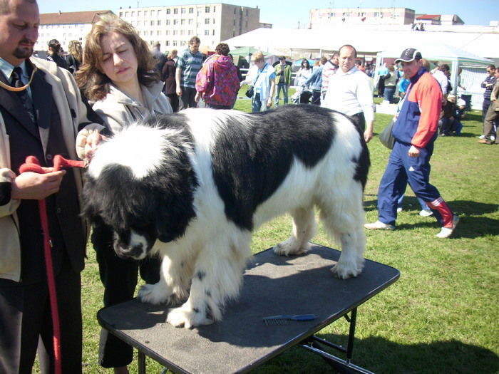 terranova (alb negru) - Expo Canina Satu Mare 18 apr 2010