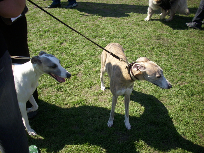 whipet - Expo Canina Satu Mare 18 apr 2010