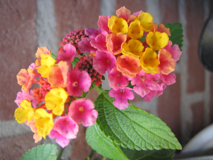 Lantana 14 iul 2010 (2) - lantana