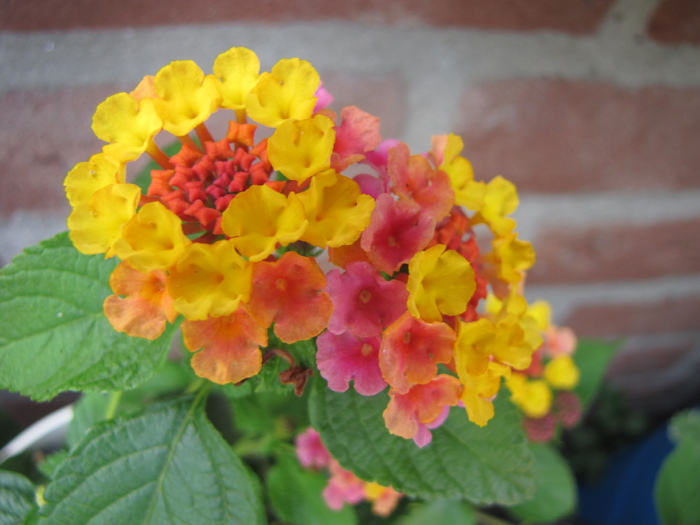 Lantana 14 iul 2010 (3) - lantana