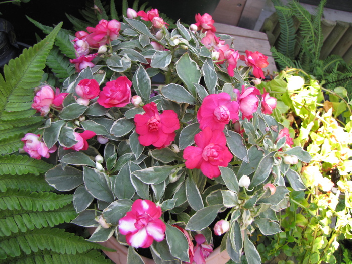 Impatiens variegat 14 iul 2010 - impatiens