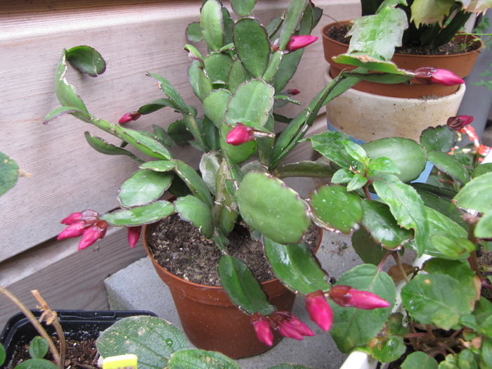 Rhipsalidopsis 13 iul 2010 (1) - schlumbergera si rhipsi