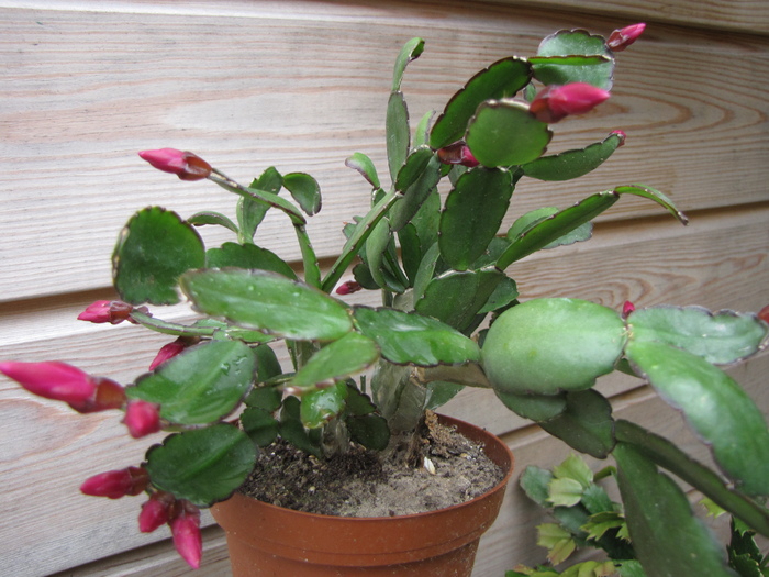 Rhipsalidopsis 13 iul 2010 (2) - schlumbergera si rhipsi