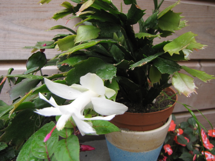 Schlumbergera alba 13 iul 2010