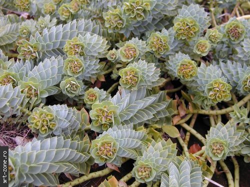 Euphorbia