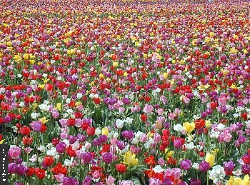 lalele - peisaje cu flori-bughete de flori