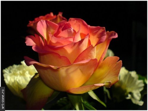 trandafir_superb - peisaje cu flori-bughete de flori