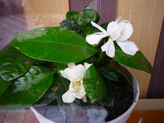 gardenia