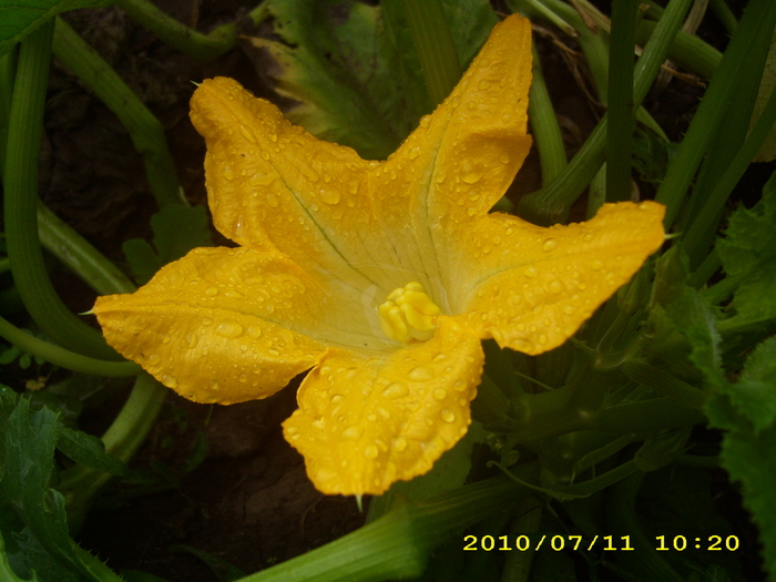 floare de dovleac -tocmai buna pt.adapatoare la albine - albine  flori si polen- bees flowers and polen