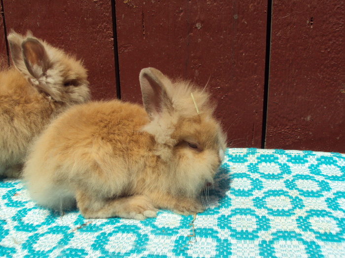 pui cap de leu 3 luni