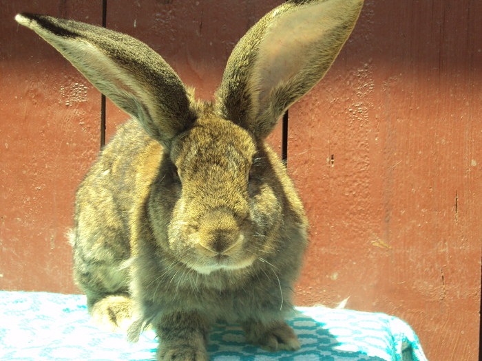 femela 3 ,1 an junate