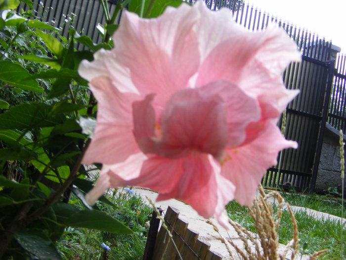 Hibiscus - Flori si alte chestii 2010