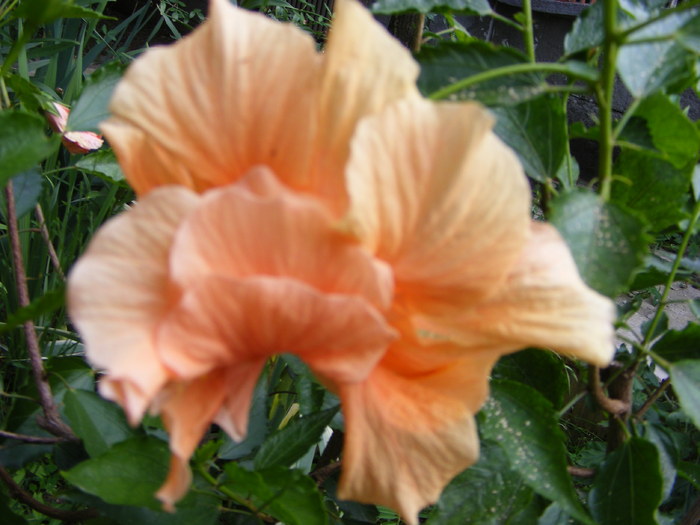 Hibiscus - Flori si alte chestii 2010