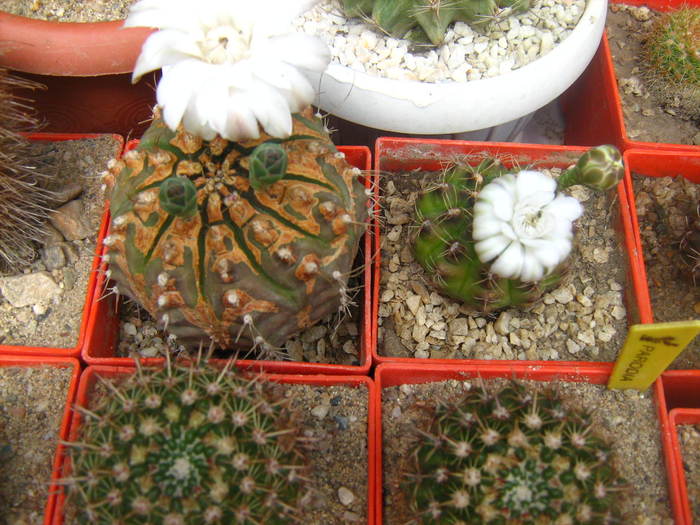 gymnocalyciumi  si notocactus - cactusii mei