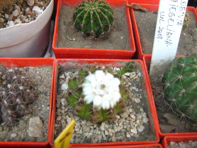 gymno weissianum - cactusii mei