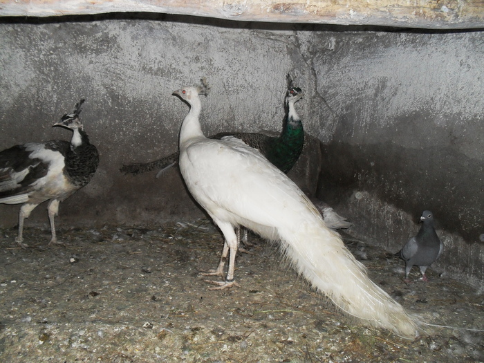 SDC11255 - PAUNI 4 VARIETATI