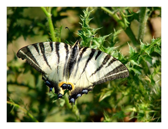 Coada randunicii...fara coada! - Animalutele mele