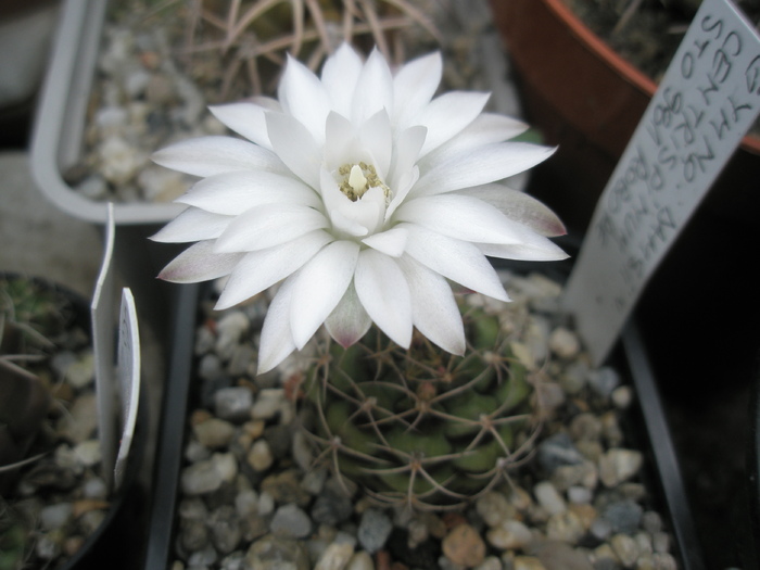 Gymnocalycium damsii v. centrispinum - 13.07