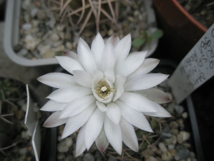 Gymnocalycium damsii v. centrispinum - floare